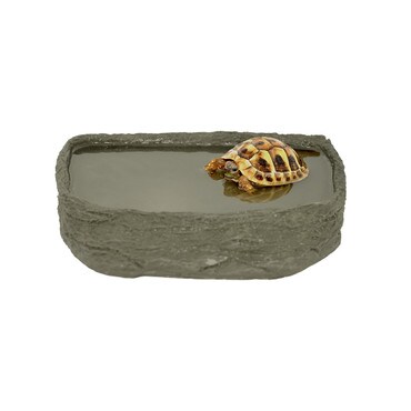 Tortoise in HabiStat Tortoise Pool